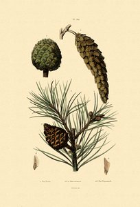 Pin de Weymouth, 1833-39 - French School